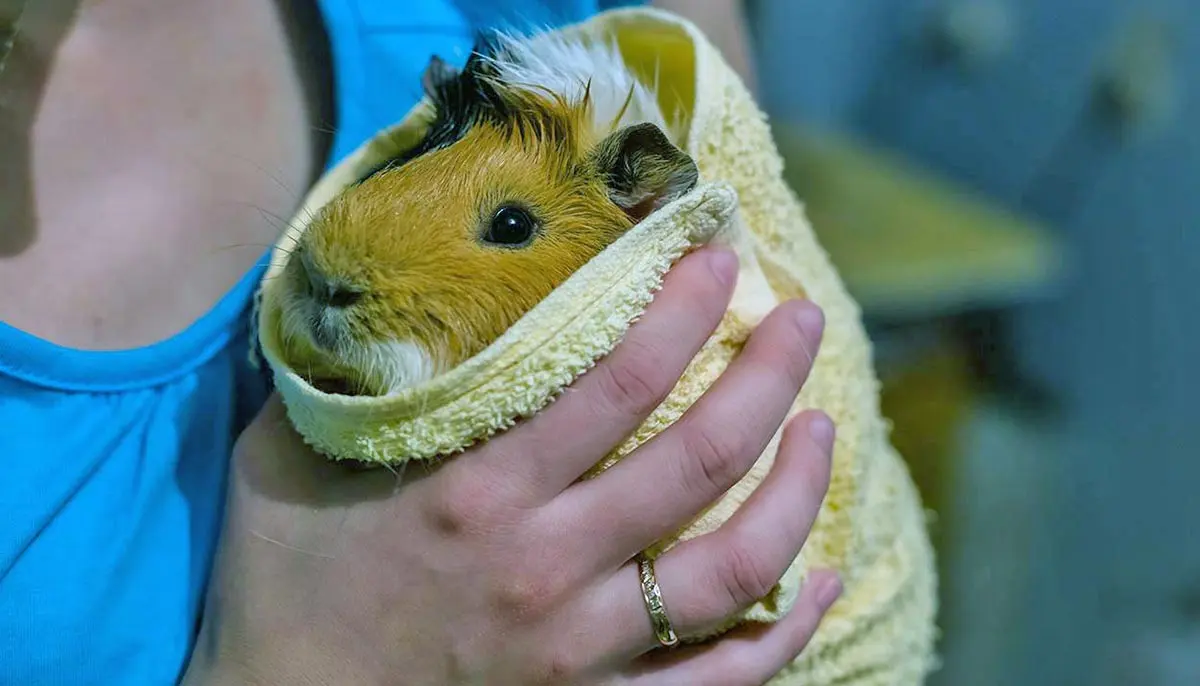 guinea pig wrapped in a towel