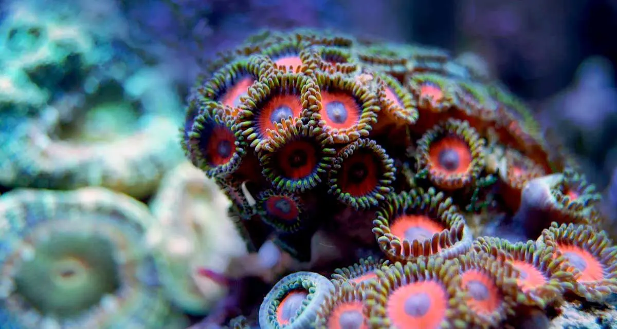 coral close up
