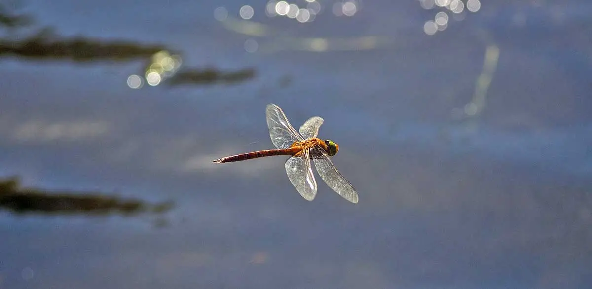 dragonfly flying over water