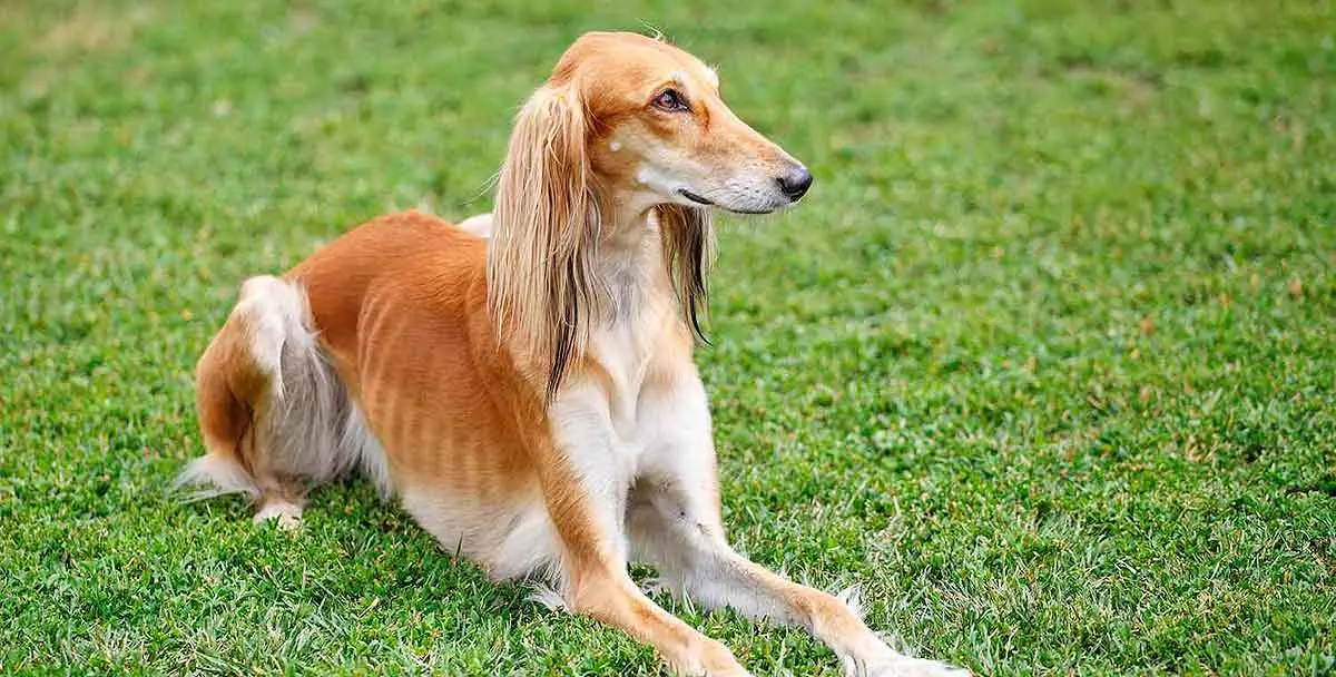saluki dog breed