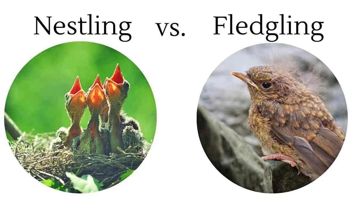 Nestling vs fledgling