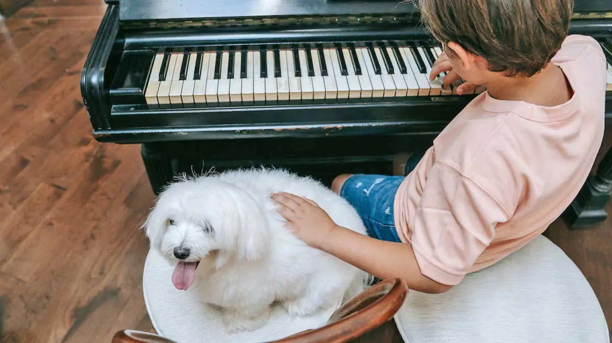 Boy Playing the Piano while Petting a Maltese Dog