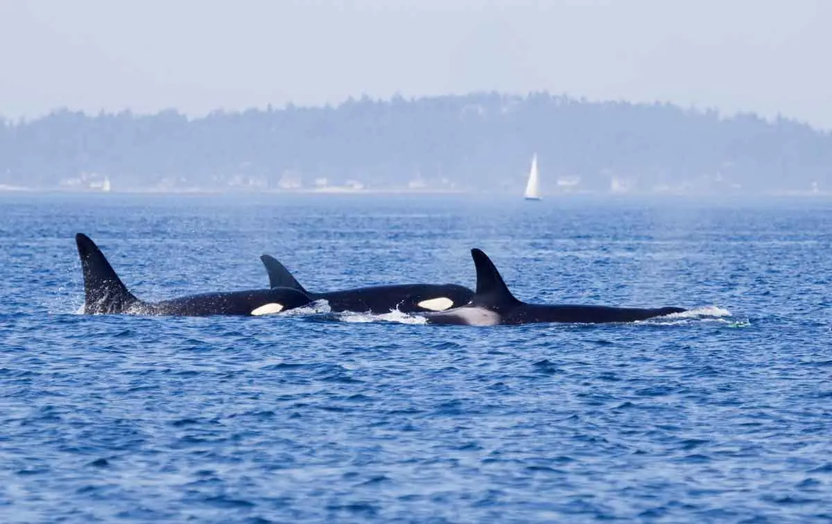 orcas san juan islands