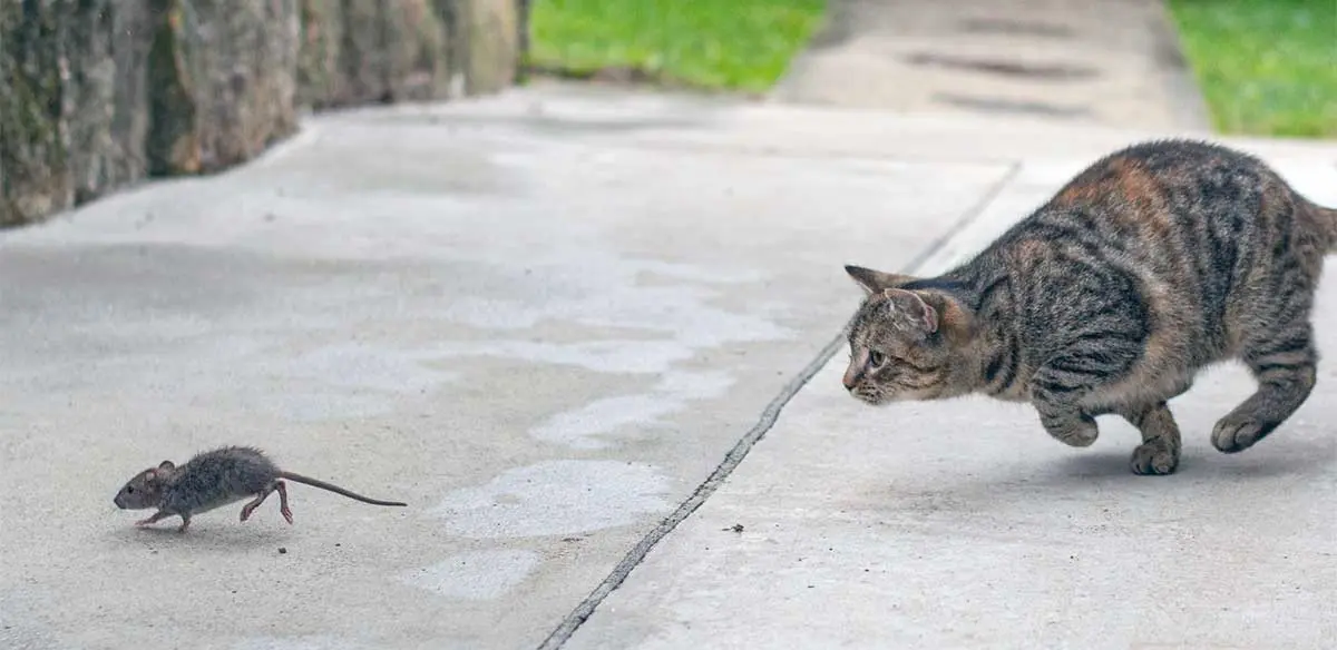 cat chasing small mouse