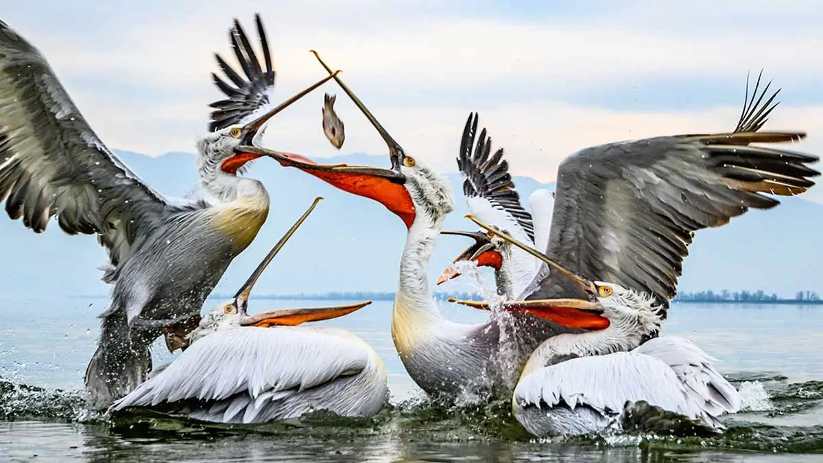pelicans fighting over fish