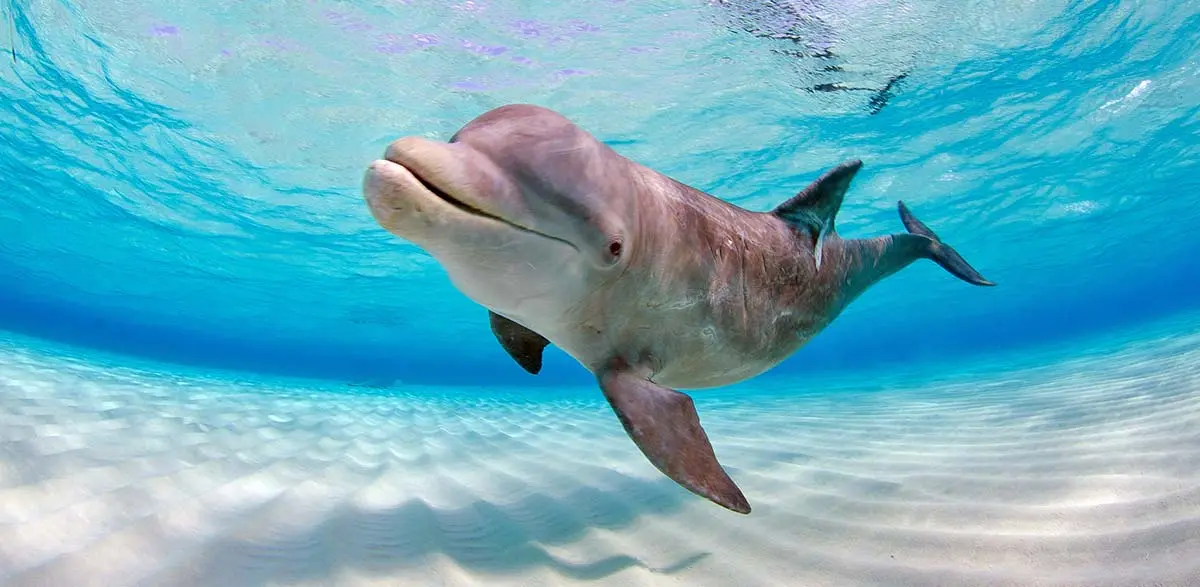 dophin echolocation