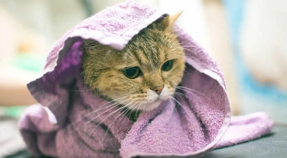 orange cat drying bath