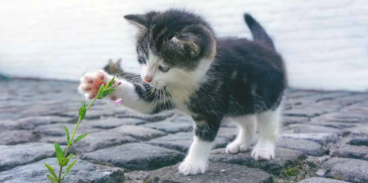tiny kitten swatting plant