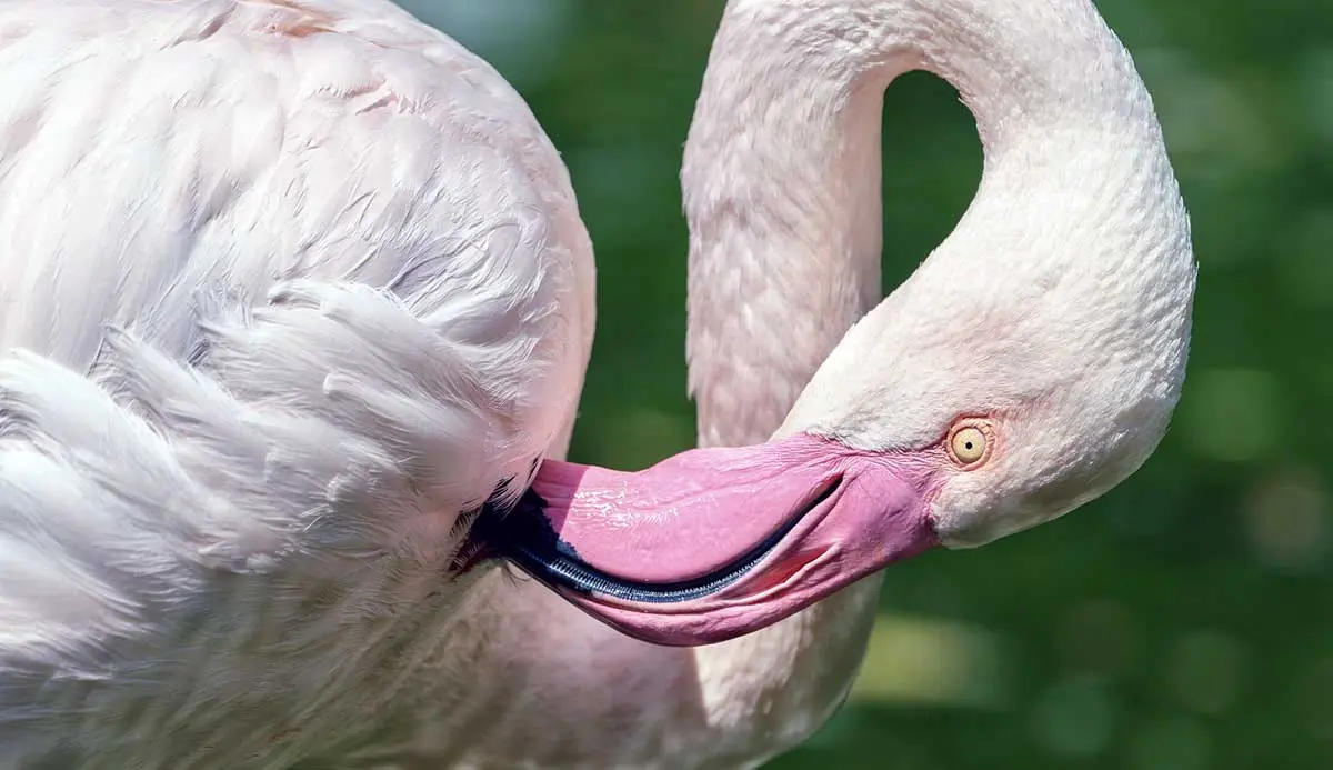 flamingo preening