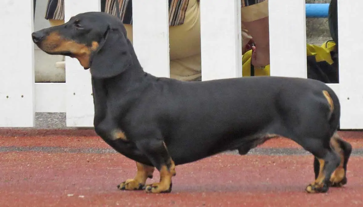 black and tan weiner dog