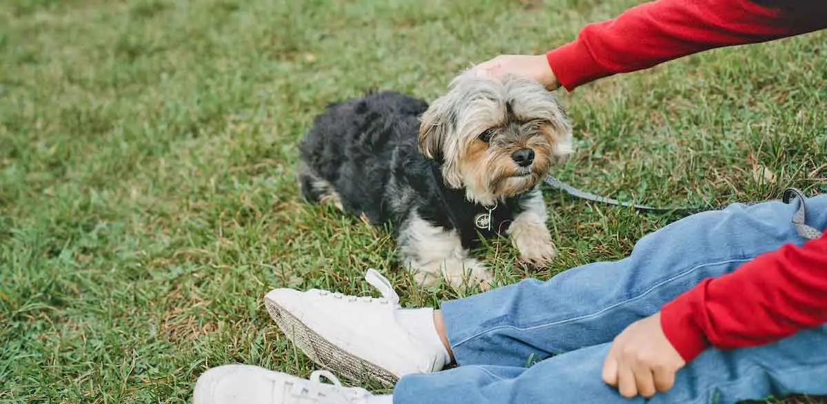 Child Petting Yorkshire Terrier Dog on Grass