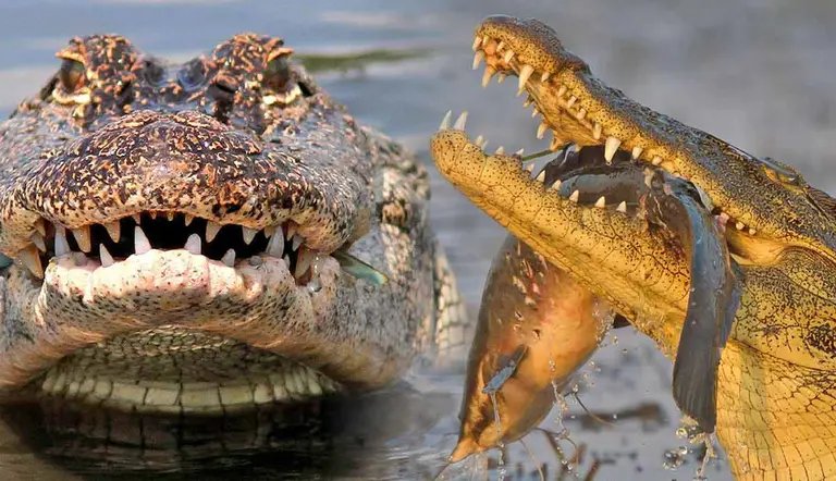what do crocodiles really eat