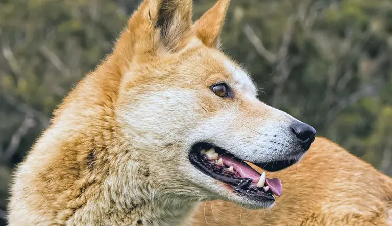 Carolina dogs jackals you can own