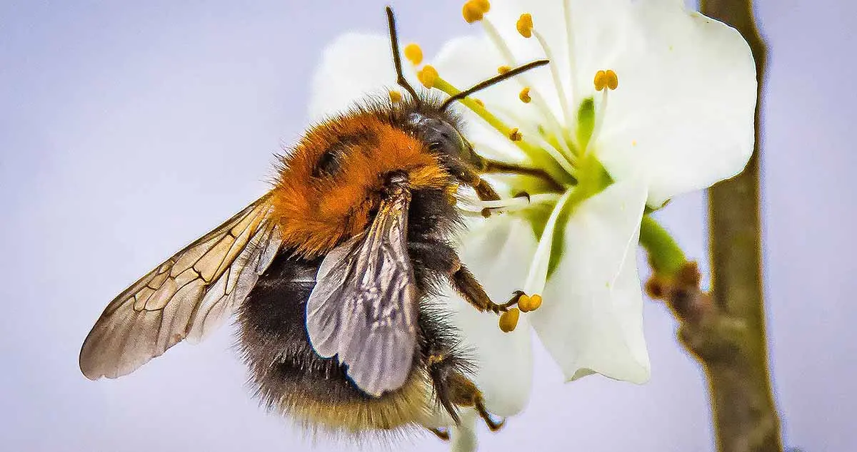 bumblebee standing on blossom