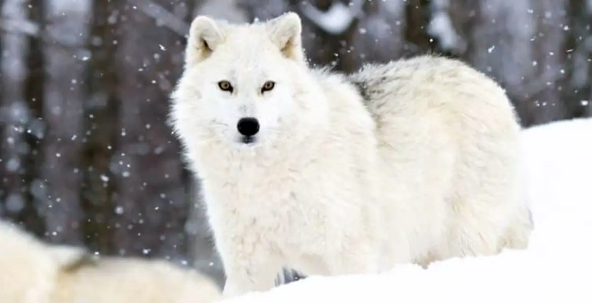 artic wolf