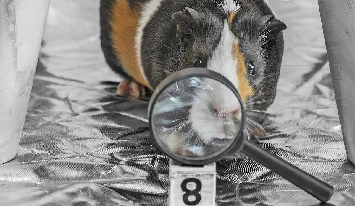 magnifying glass guinea pig