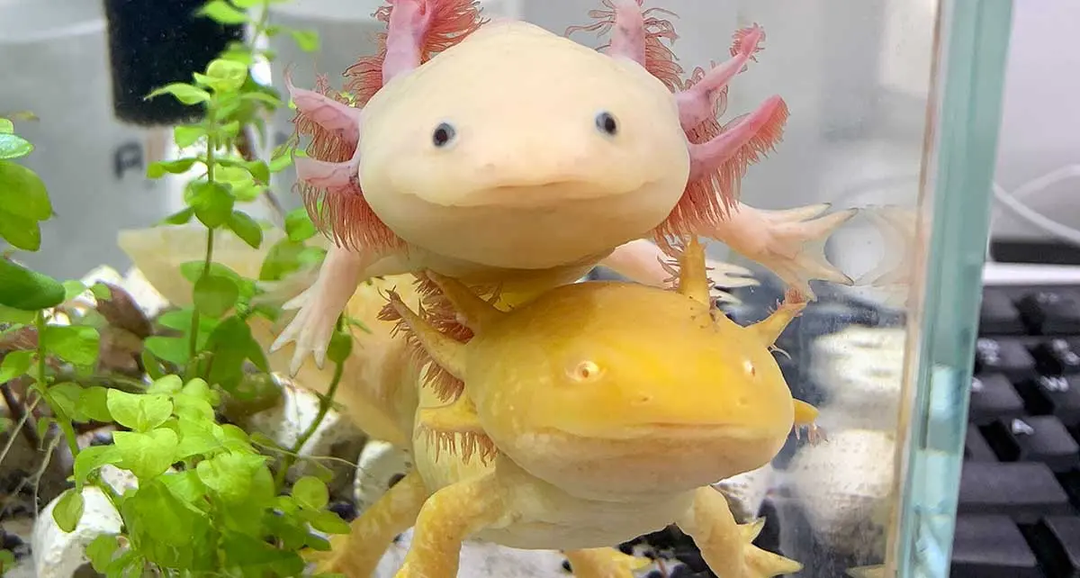 Axolotl_happy