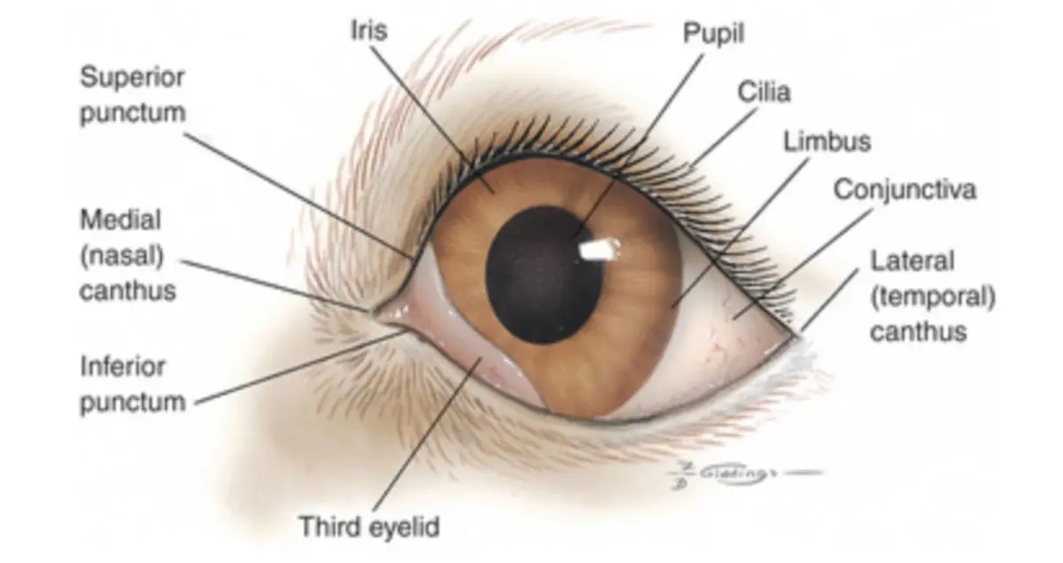 Dog eye anatomy