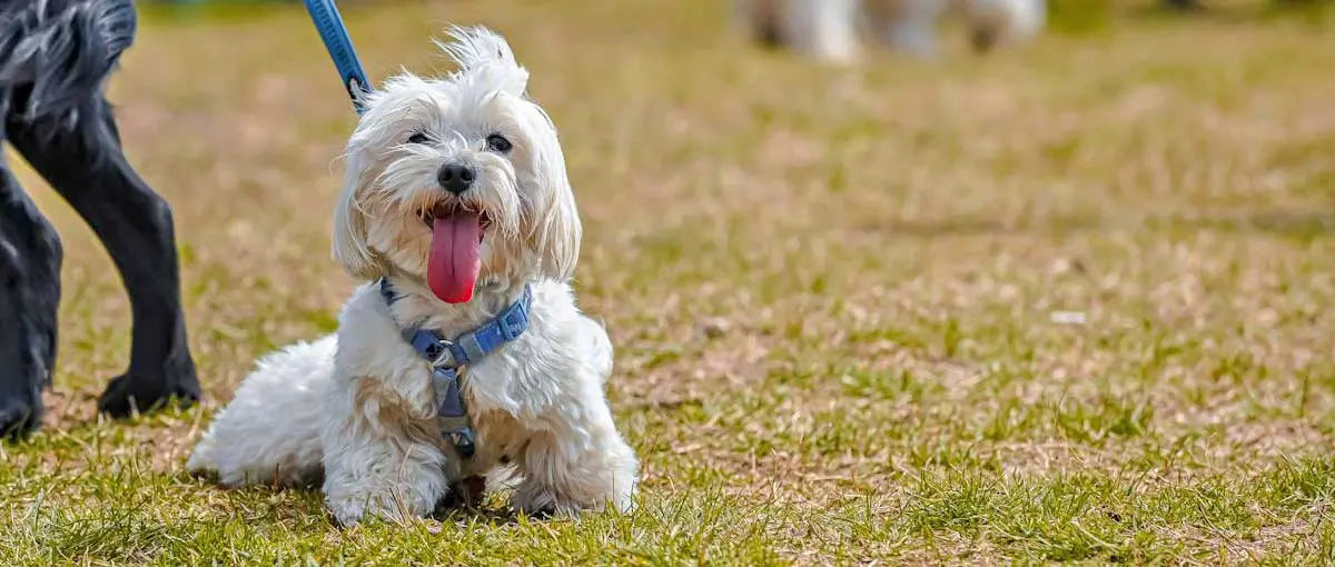 Maltese Dog Sitting on the Grass with It_s Tongue Out