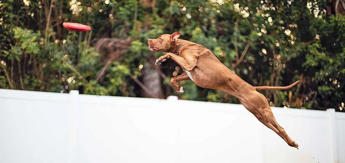 brown pitbull leaping after red frisbee