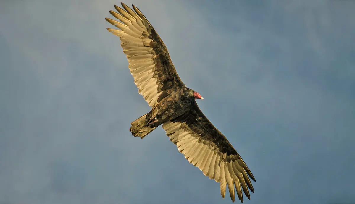 vulture flying