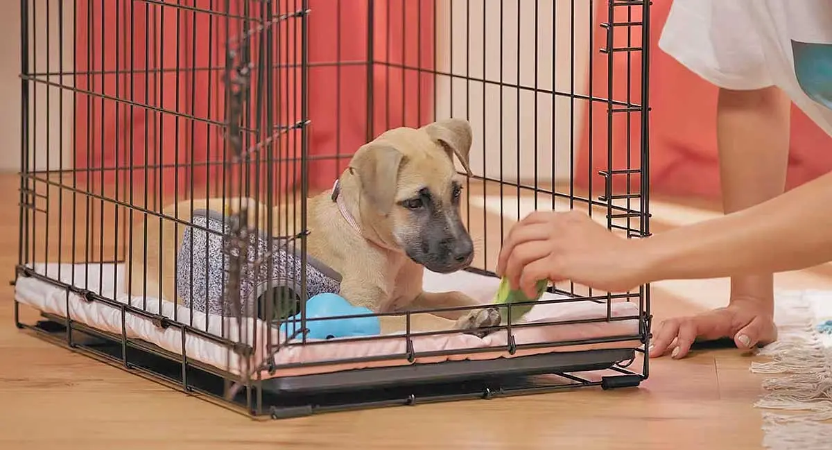 dog lying in crate with toys