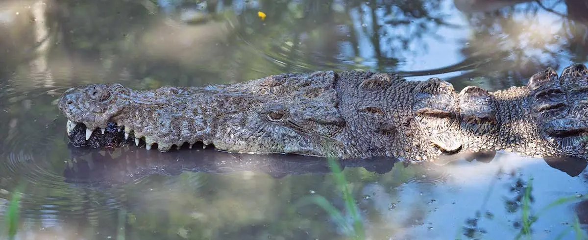 crocodile swimming murky water