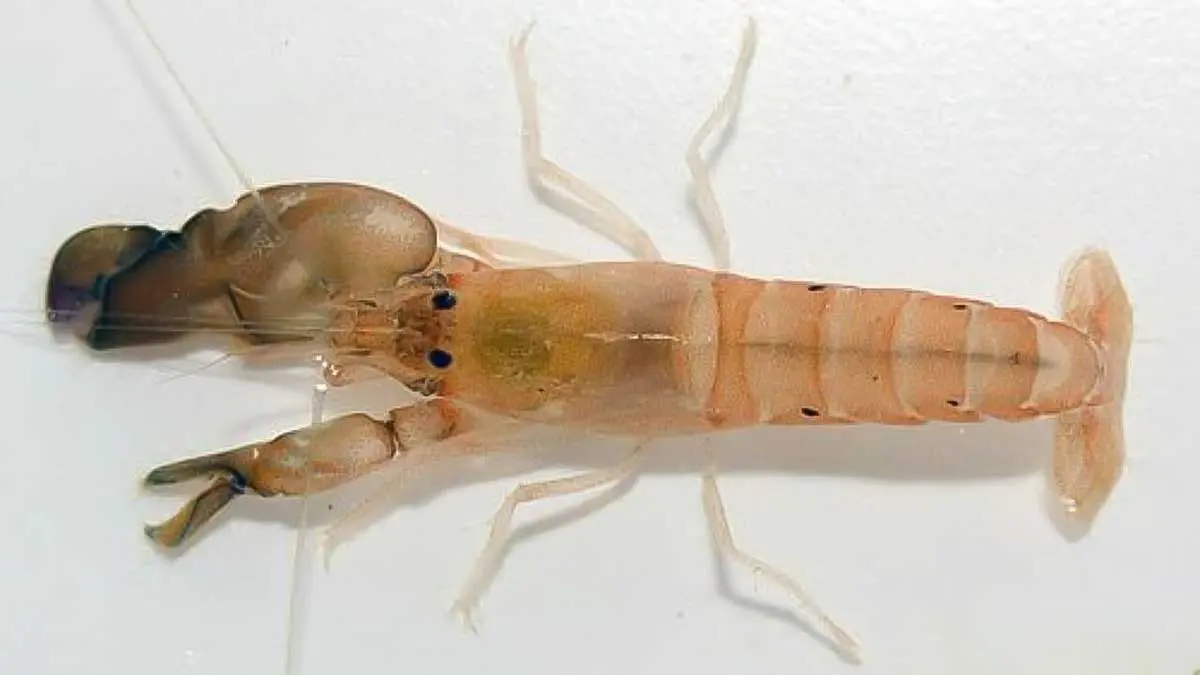 pistol shrimp snapping shrimp