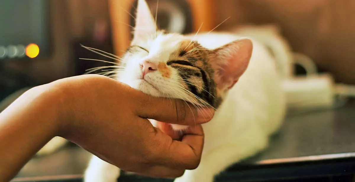 person patting tabby and white cat