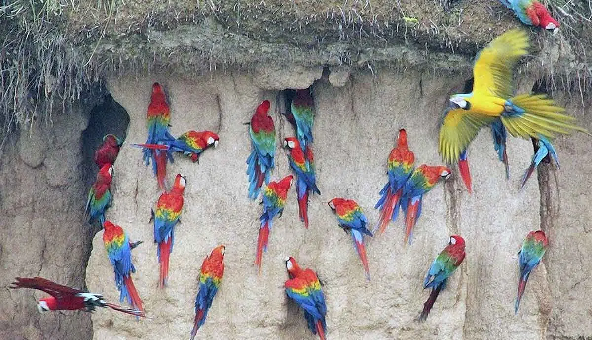 a colony of macaws.v1