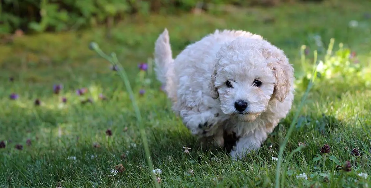 a golden toy poodle puppy on grass