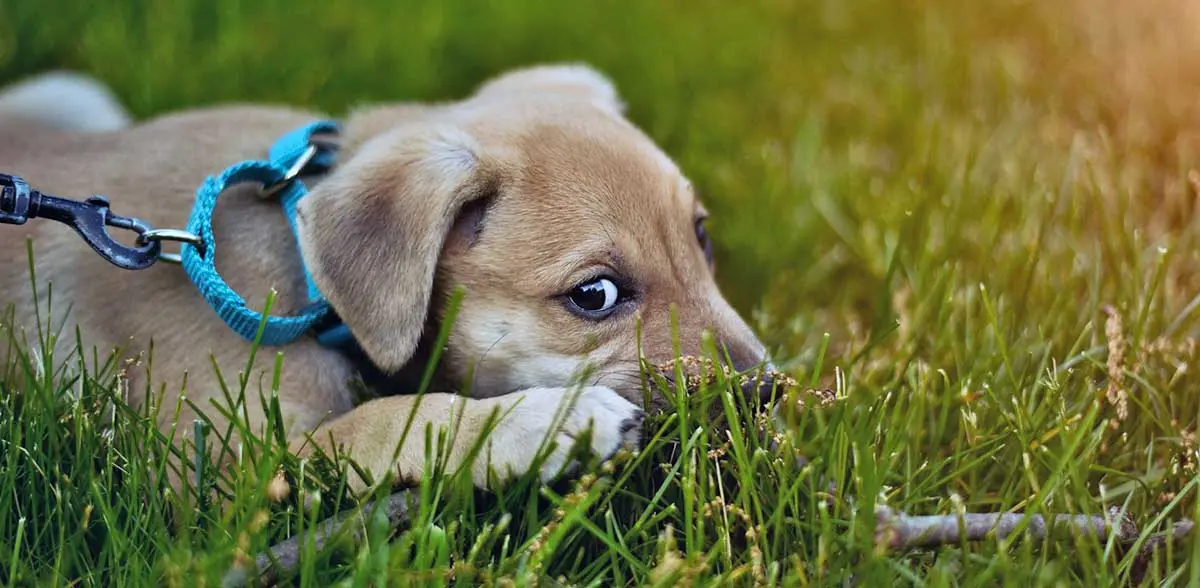 little brown puppy laying in grass