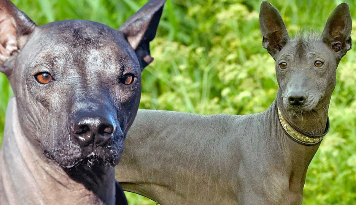 Facts about xoloitzcuintli mexican hairless dog