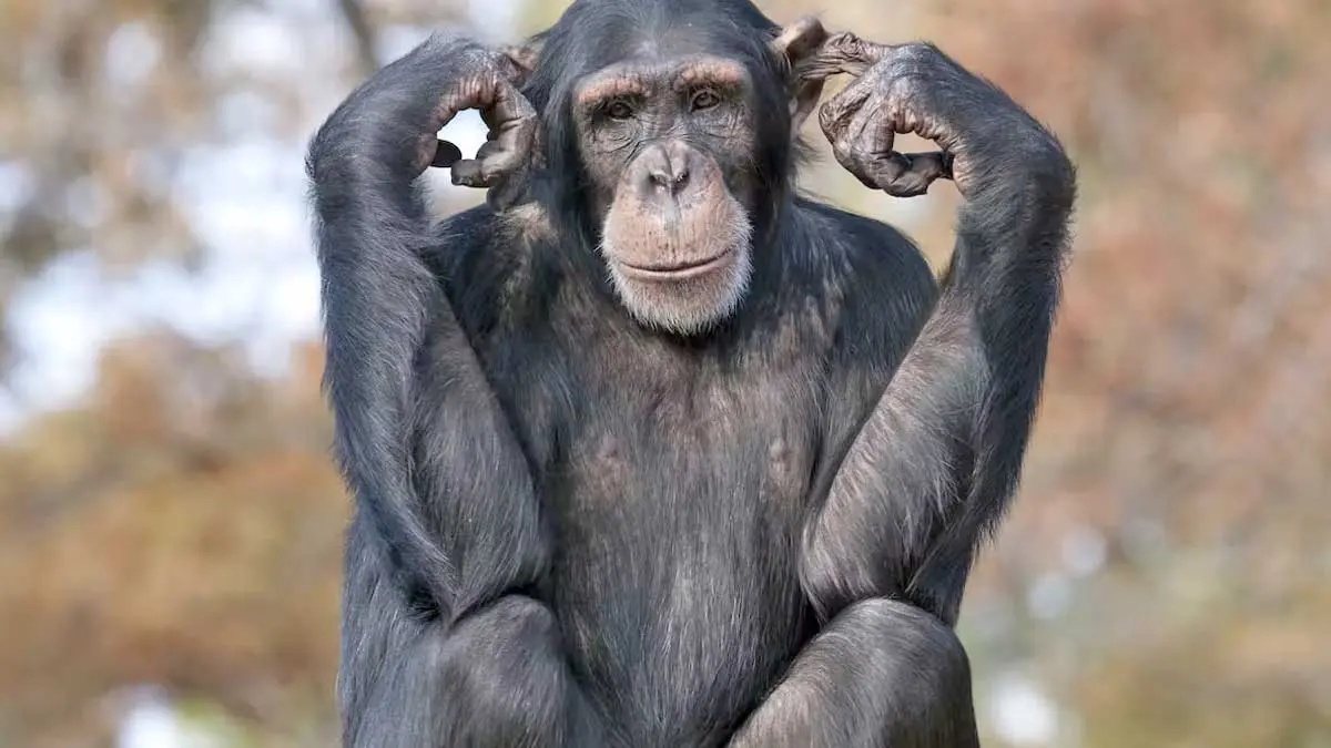 chimpanzee memory