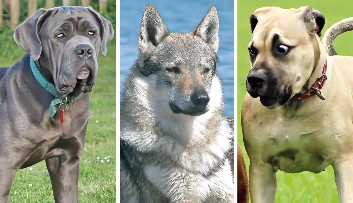 banned dog breeds to avoid