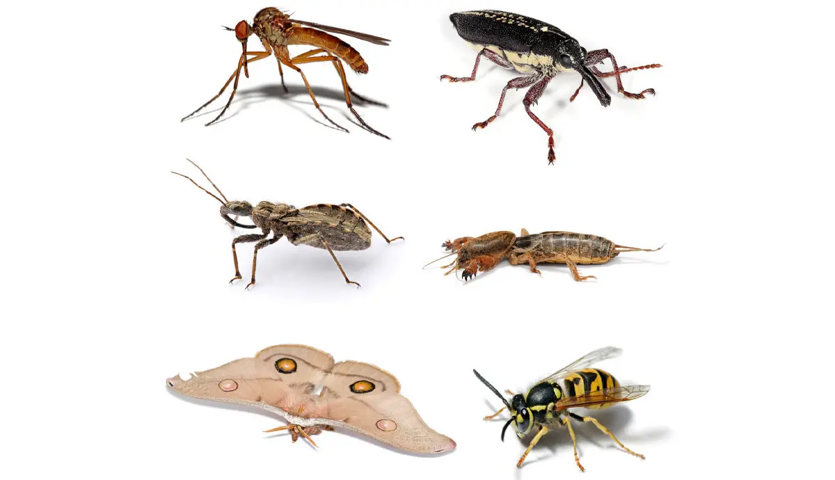 six types of bugs