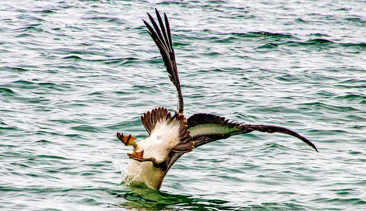 brown pelican submerged plunge diving