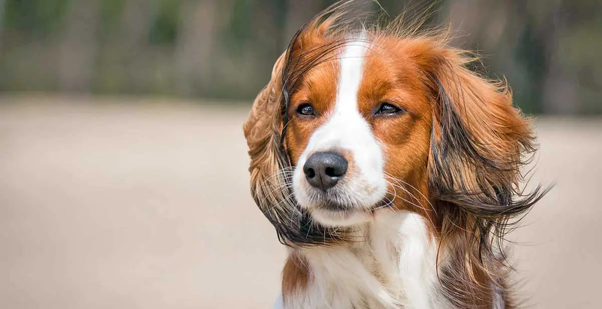 kooikerhondje dog hair blowing in wind