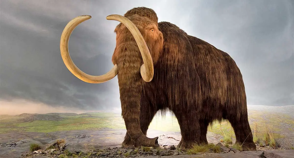 woolly mammoth against a black sky