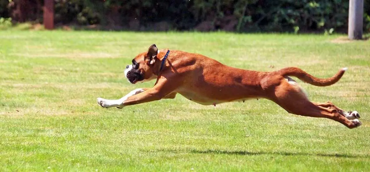 boxer leaping