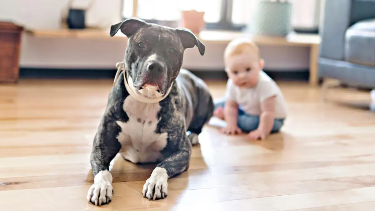brindle pitbull lying on floor next to baby in living room