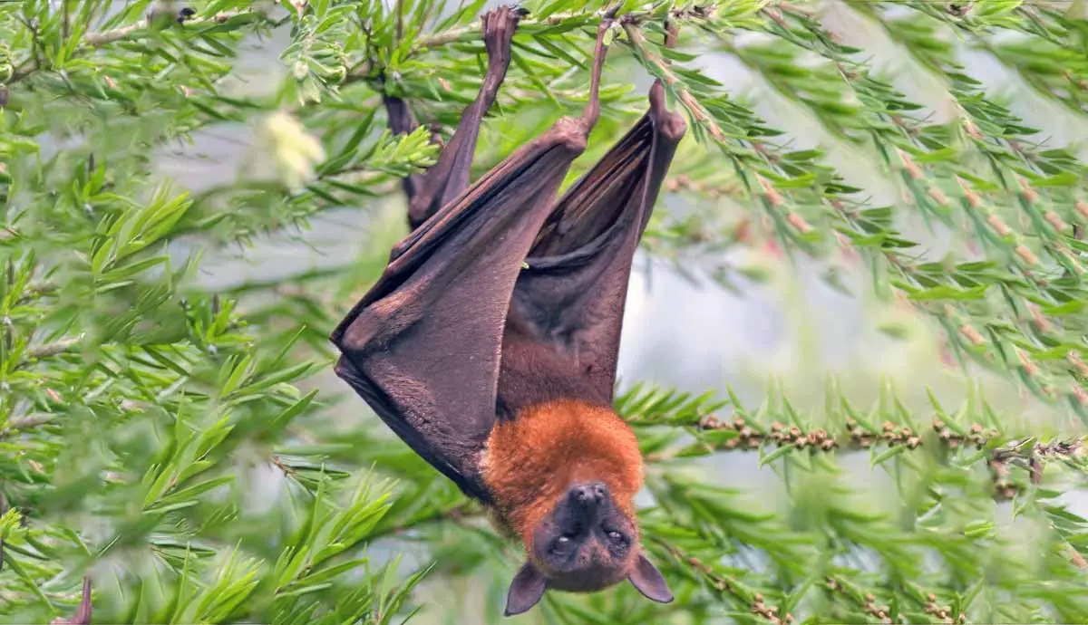 bat hanging out in tree