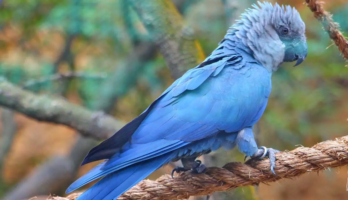 spixs macaw