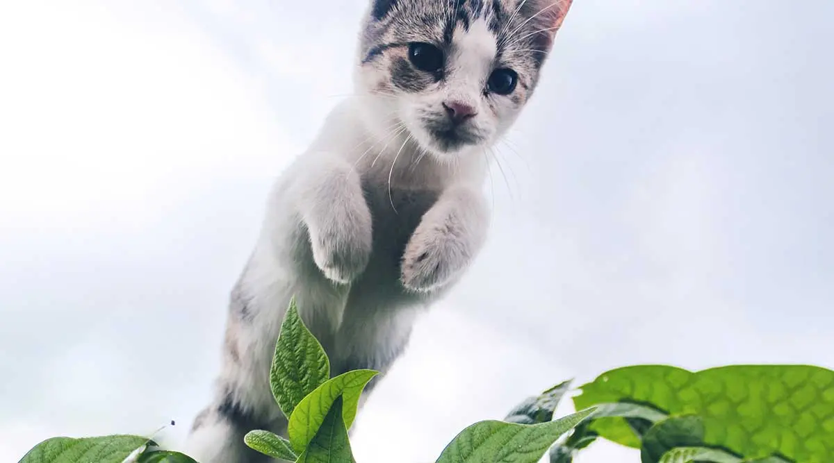 cat leaping over plant