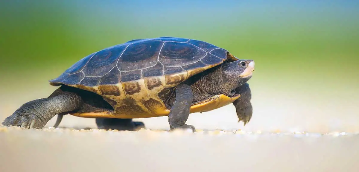 turtle walking across sand