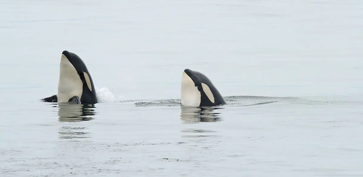 orcas complex language