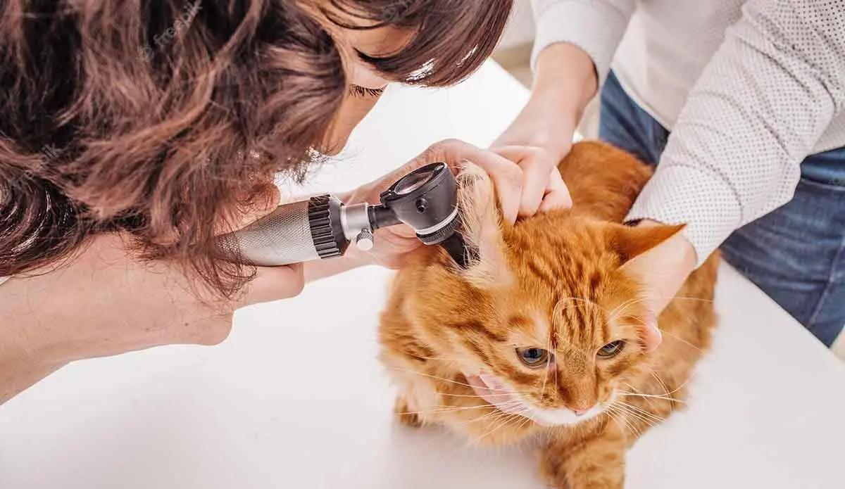 veternarian checking cats ears