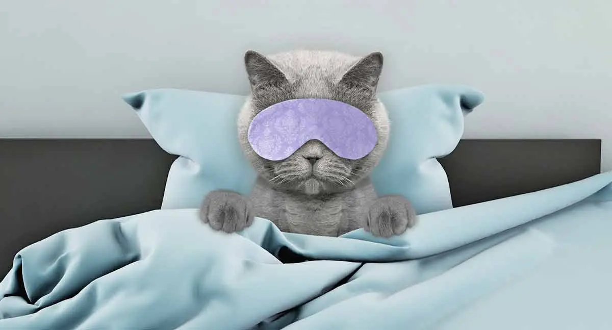 gray cat dreaming