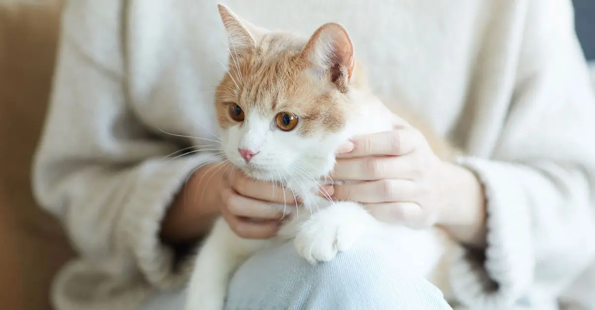 white orange cat lap