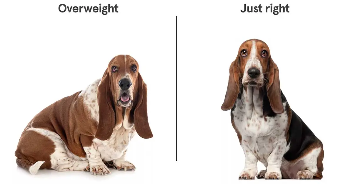overweight vs fat basset hound